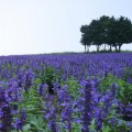 来年のことをいうと