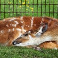 年齢とともに低下する睡眠の質